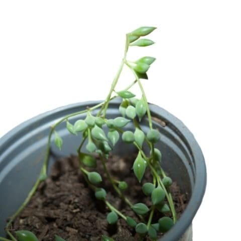 grow light for string of pearls