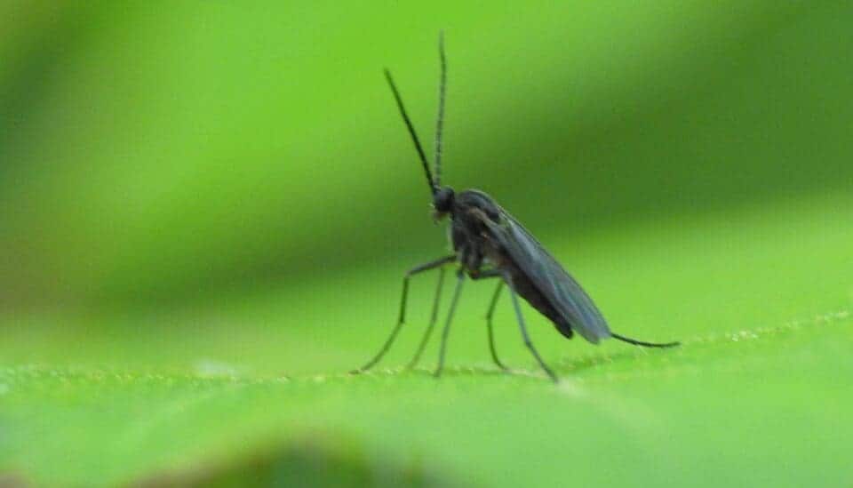 Do Money Trees Attract Bugs? 6 Common Bugs+How To Get Rid » Simplify Plants