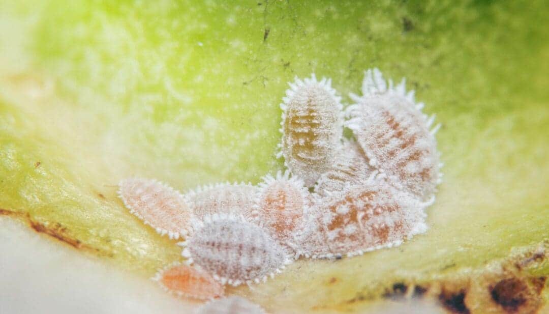 Do Money Trees Attract Bugs? 6 Common Bugs+How To Get Rid » Simplify Plants