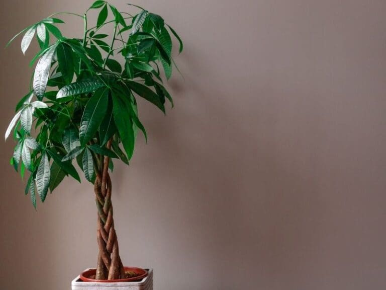 Money tree (Pachira Aquatica) leaning