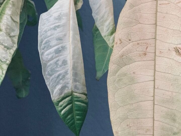 What To Do If I Overwatered My Money Tree? (Problems+How To Fix