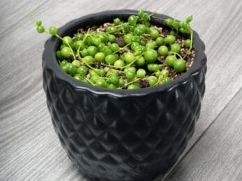 How To Save Dying String Of Pearls? (Signs, Possible Problems & Fix ...