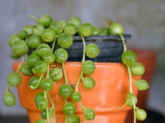 Why Is My String Of Pearls Dying? (Causes+How To Fix) » Simplify Plants