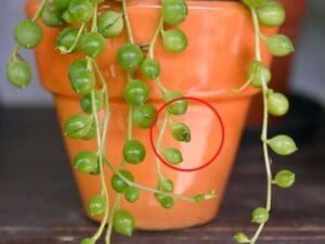 How To Save Dying String Of Pearls? (Signs, Possible Problems & Fix ...