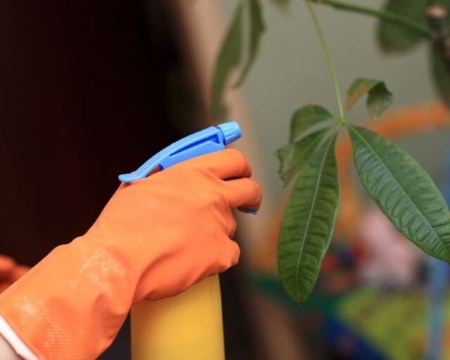 Why Is My Money Tree Dying Pachira Aquatica Dying Simplify Plants