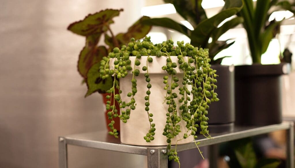string of pearls plant 4