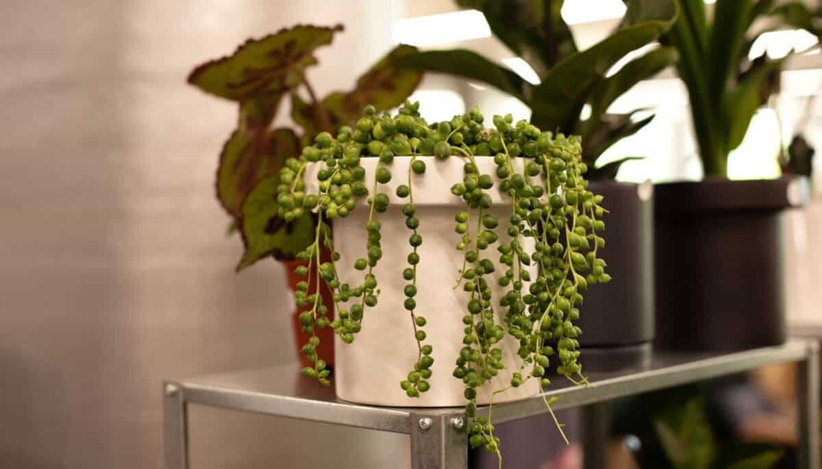 8 Best Indoor Trailing Plants To Transform Your Space » Simplify Plants