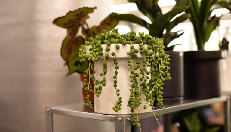 10 Easy Tips To Grow String of Pearls: Beginner’s Guide for Stunning Success