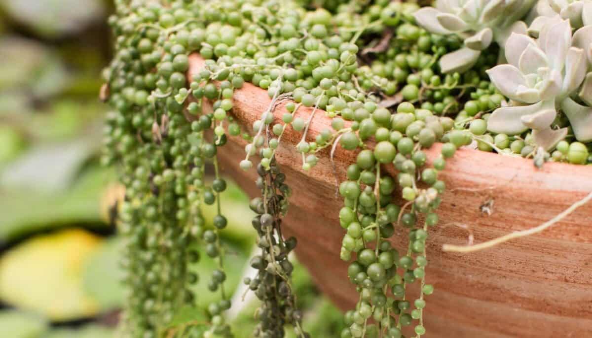 Ultimate Care Guide For String Of Pearls Plants » Simplify Plants
