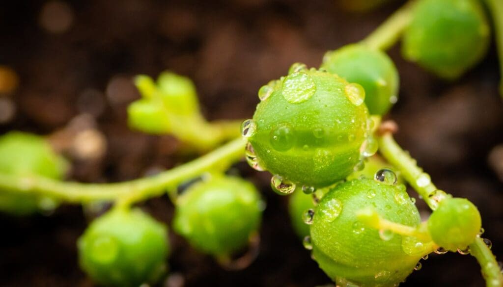 string of pearls plant 6