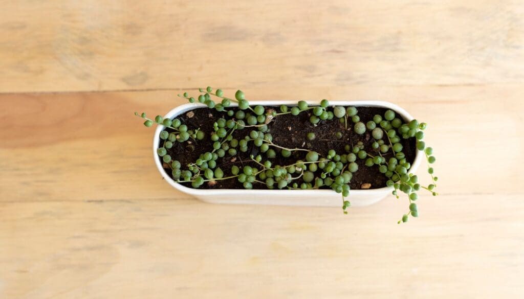 string of pearls plant 7