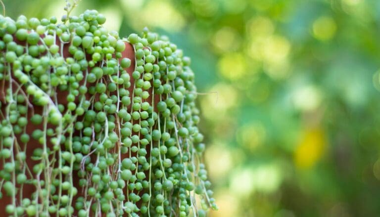 Ultimate Care Guide For String of Pearls Plants