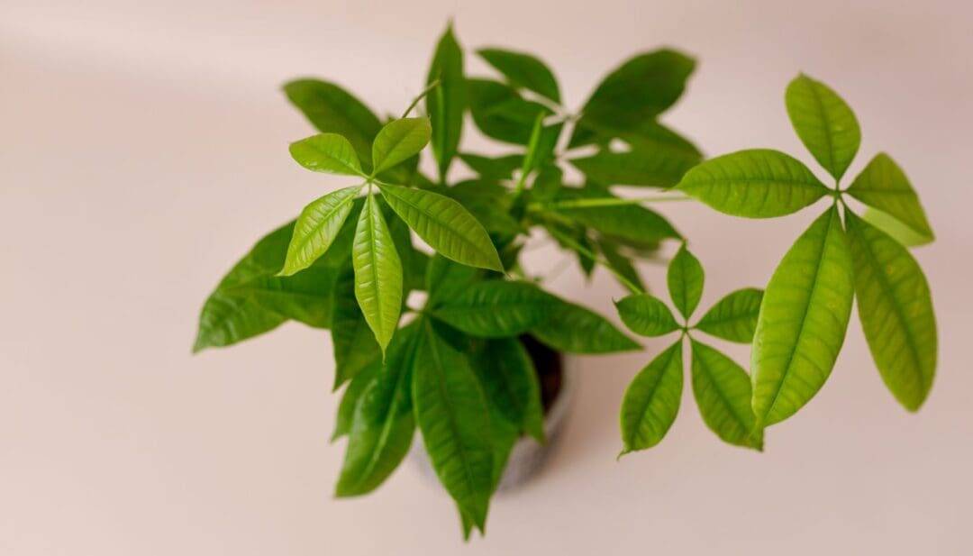 Do Money Tree Leaves Grow Back? 7 Reasons Why Money Tree Is Losing