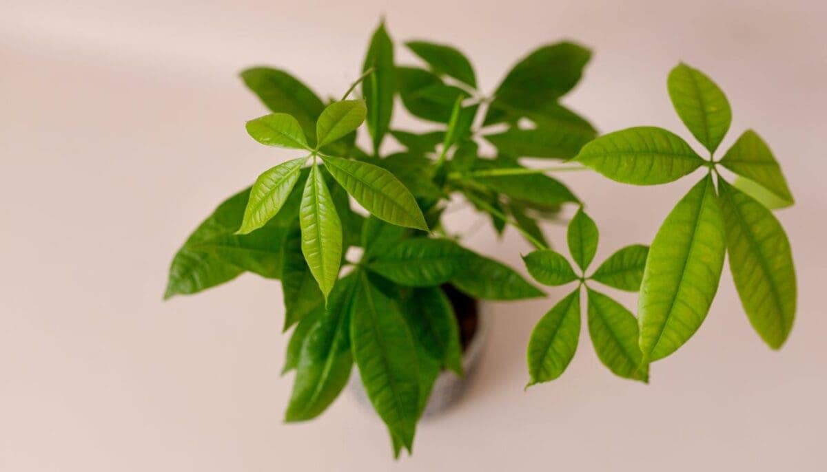 Money Tree Too Tall And Leggy? 5 Causes+Easy Fix! » Simplify Plants