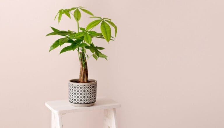 Money Tree (Pachira Aquatica) Placement (2)