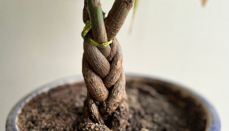 Money Tree (Pachira Aquatica) braid the trunk