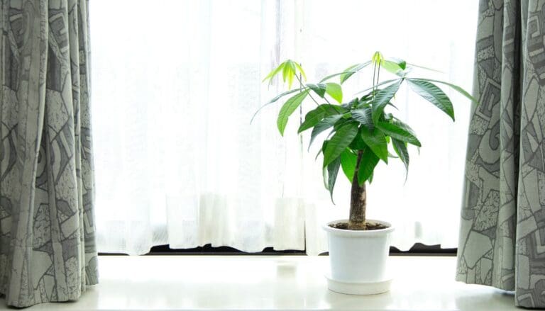 Money Tree (Pachira Aquatica) bright indirect light