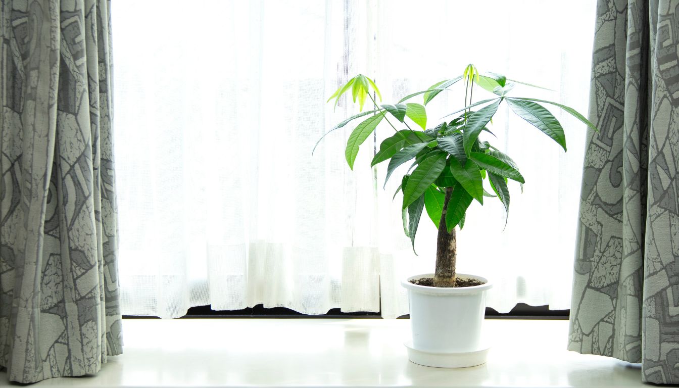 Money Tree Light Requirements Which Window? Low Light? & More