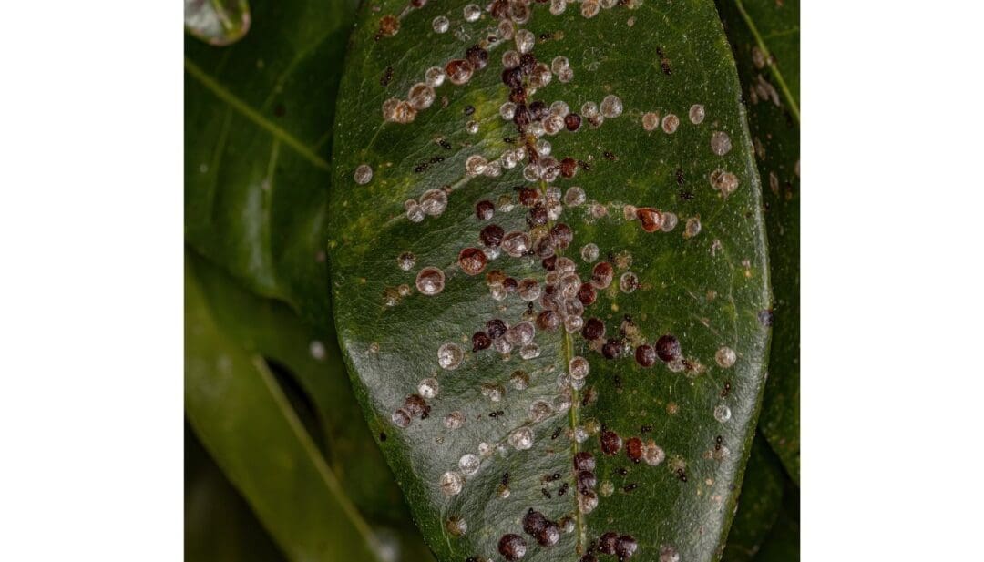 Do Money Trees Attract Bugs? 6 Common Bugs+How To Get Rid » Simplify Plants