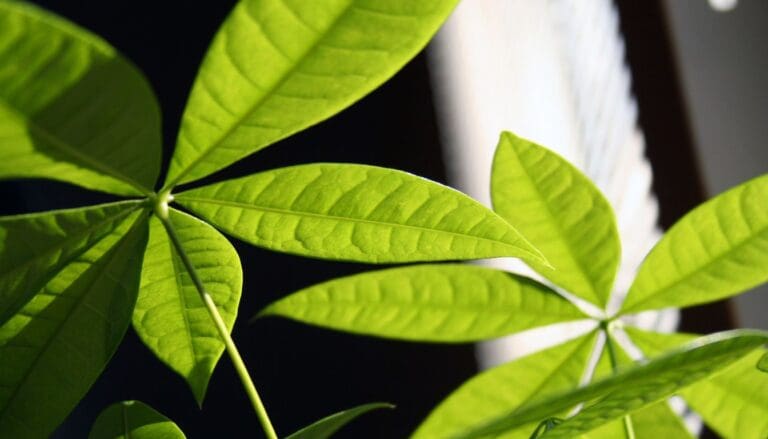 Money Tree (Pachira Aquatica) growing under led growlight