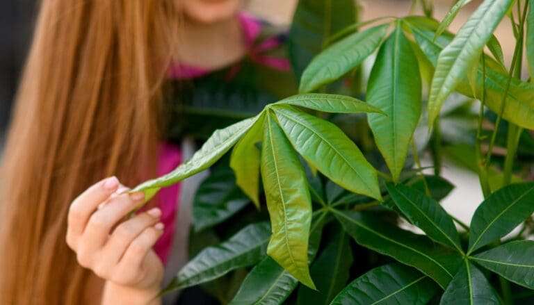 Money Tree (Pachira Aquatica) leaves drooping