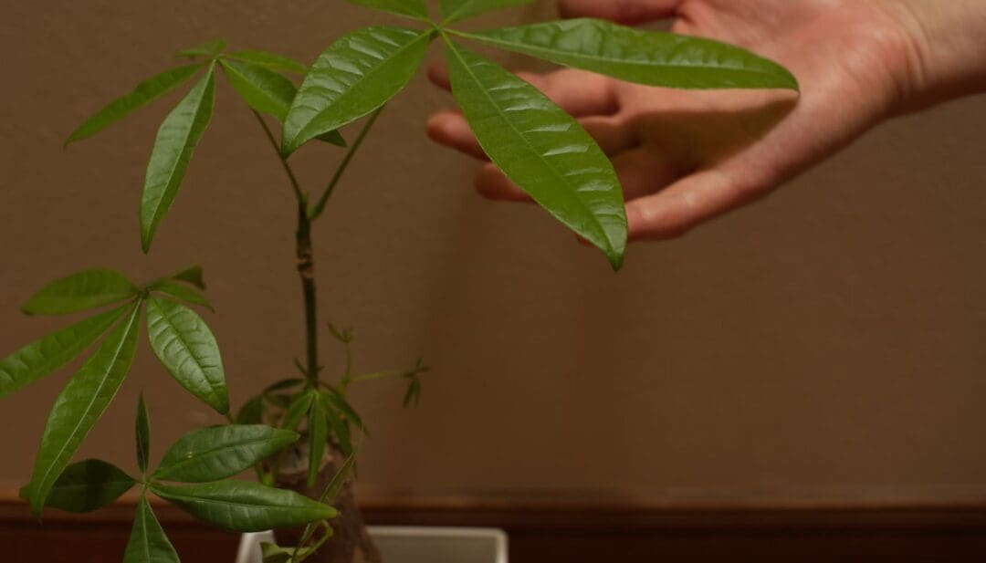 Do Money Trees Attract Bugs? 6 Common Bugs+How To Get Rid » Simplify Plants