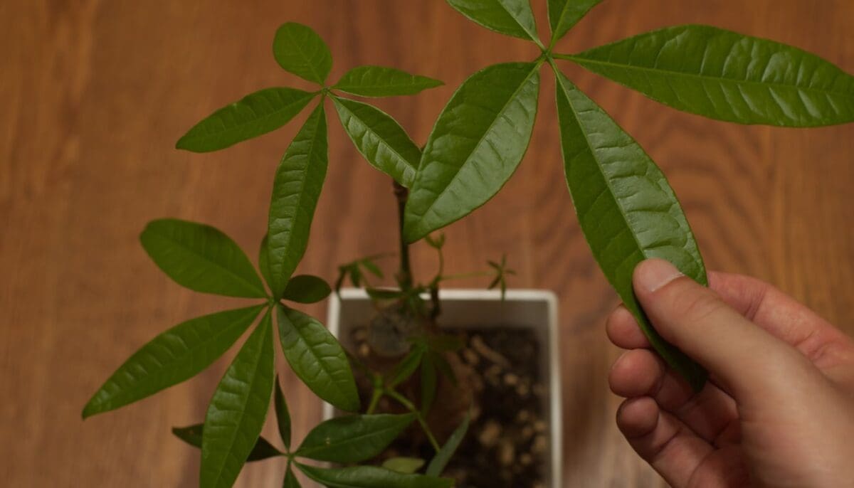 Money Tree Leaves Sticky? 2 Causes & Simple Fix! » Simplify Plants