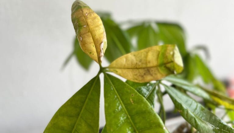 Money Tree (Pachira Aquatica) leaves turning yellow