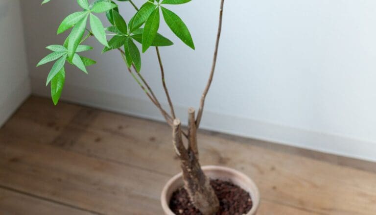 Money Tree (Pachira Aquatica) leggy (2)