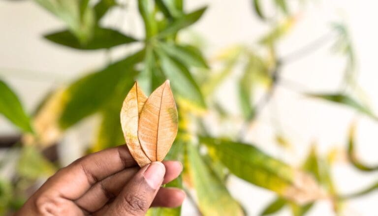 Money Tree (Pachira Aquatica) losing leaves