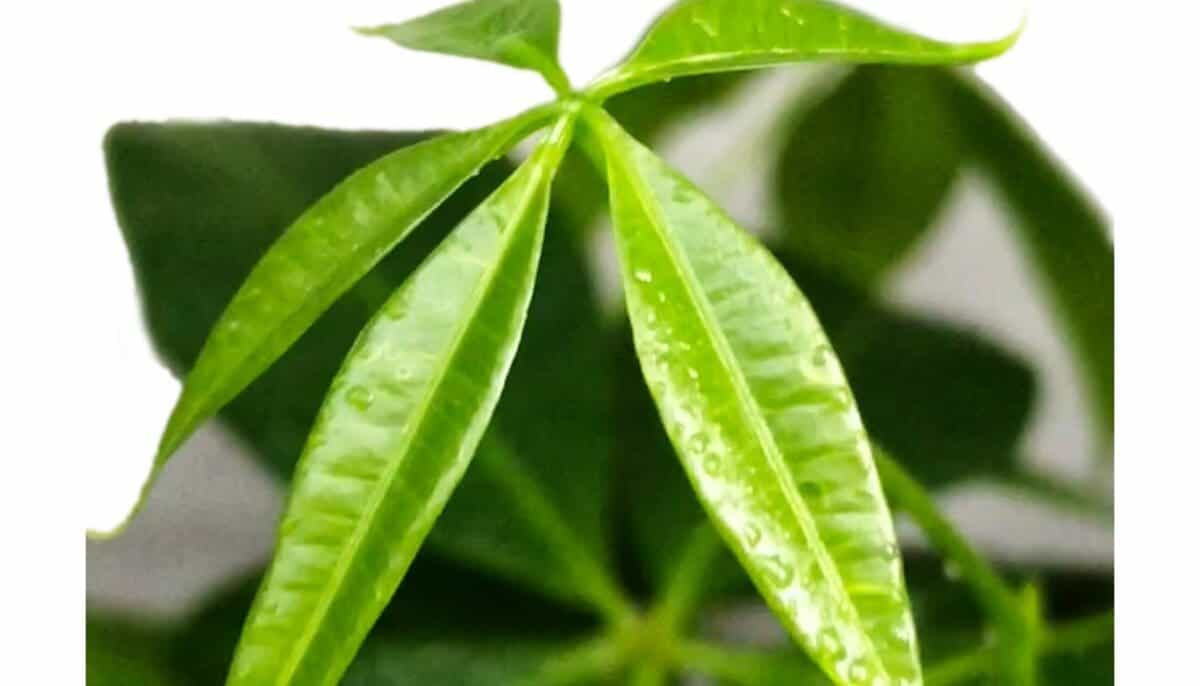 Money Tree Leaves Sticky? 2 Causes &amp; Simple Fix! » Simplify Plants