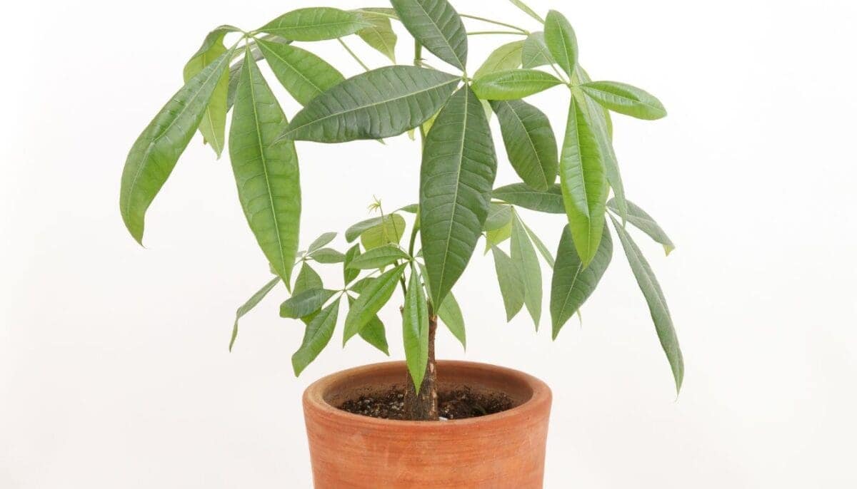 Root Rot In Money Tree: Signs & How To Save! » Simplify Plants