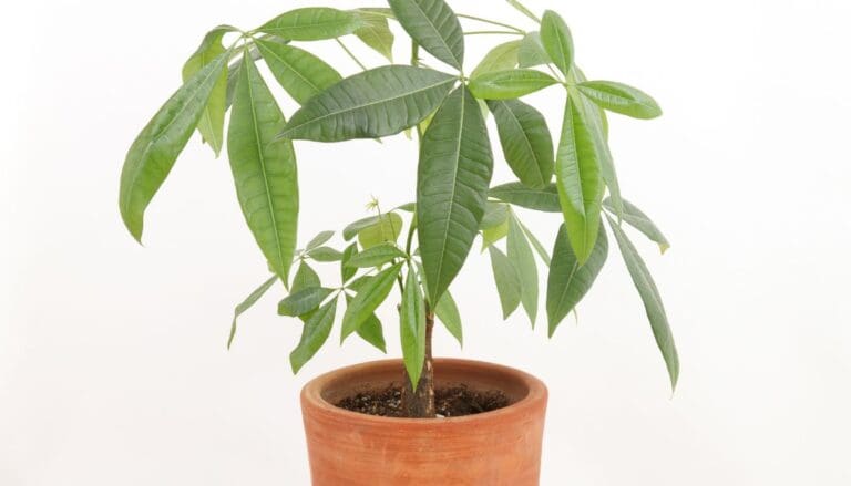 Money Tree (Pachira Aquatica) not growing