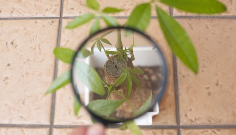 Money Tree (Pachira Aquatica) trunk pruned