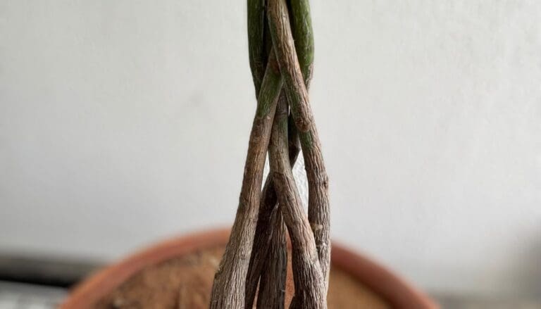Money Tree (Pachira Aquatica) trunk soft (2)
