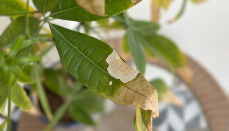 Money Tree (Pachira Aquatica) turning white