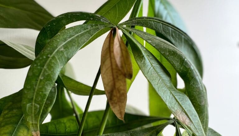 Money Tree (Pachira Aquatica) turning brown