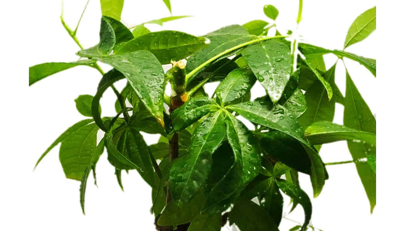 Money Tree Leaves Drooping? 7 Causes & Easy Fix! » Simplify Plants