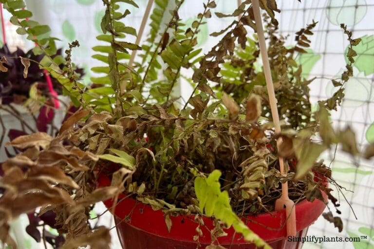 Boston fern drying out