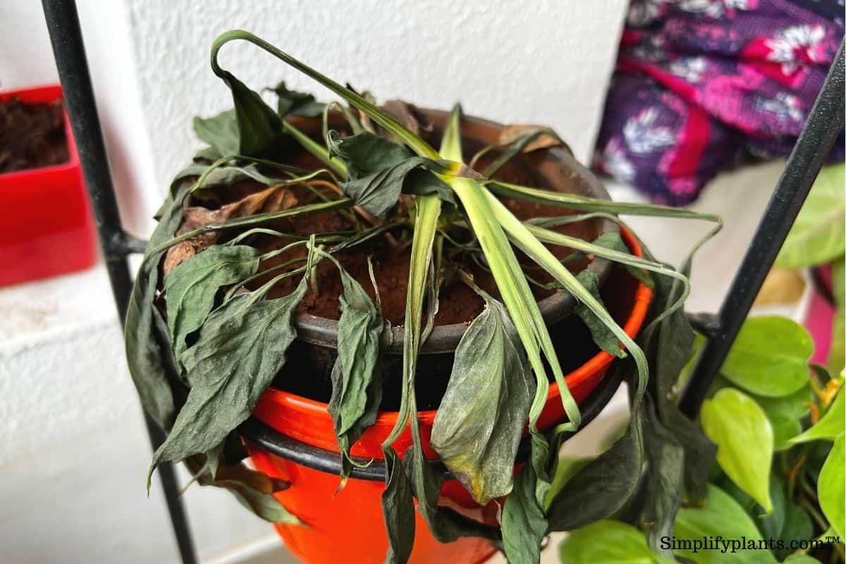 How Do You Save A Dying Peace Lily? (Identifying Problems+Solutions