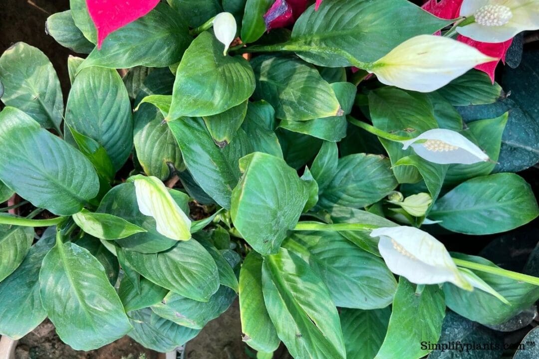 Do Peace Lilies Like Coffee Grounds? (+How To Use It Right) » Simplify