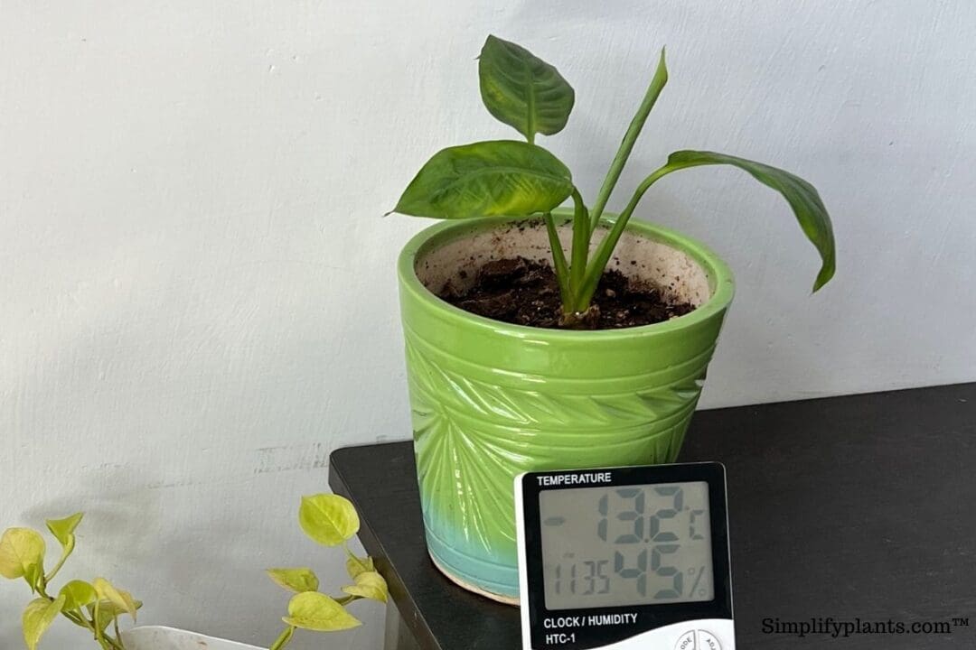 Why Is My Peace Lily Turning Black? (Causes+Solution) Simplify Plants