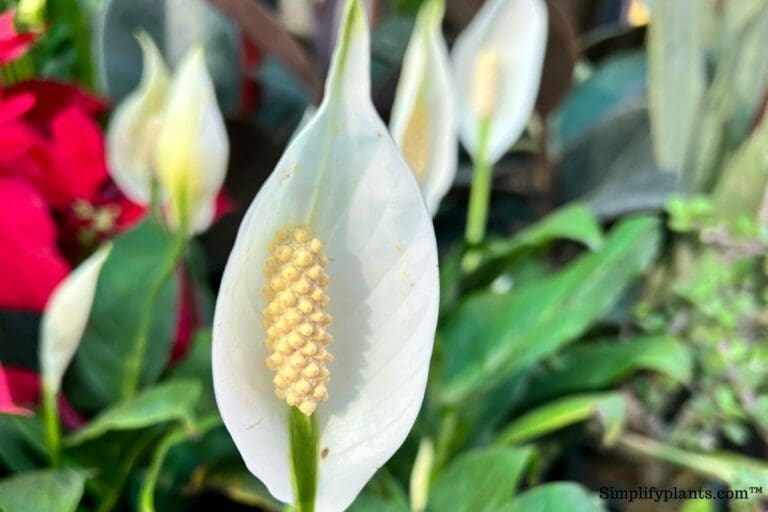 How often do peace lilies produce flowers