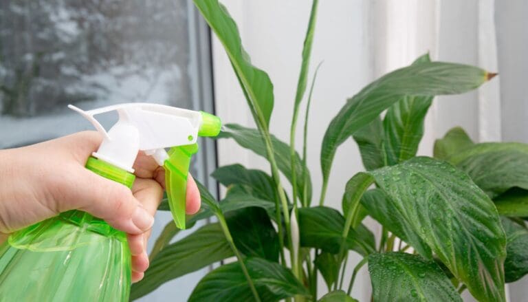 Misting peace lily plant