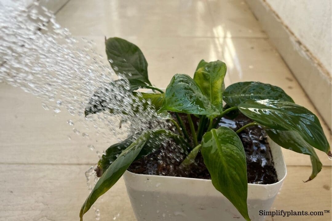 How Often Should A Peace Lily Be Watered? (Peace Lily Water
