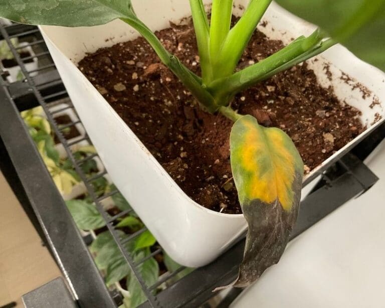 Indoor Plant Soil Getting Hard? Try This!