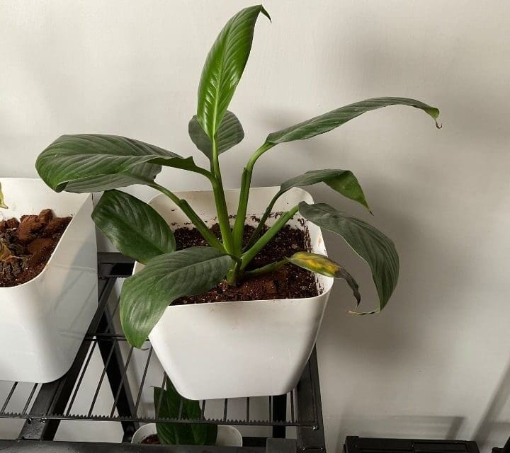 Why Is My Peace Lily Leaves Turning Brown? (Causes+Solution) Simplify Plants
