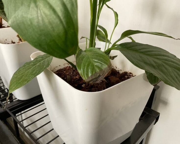 9 Reasons Why Your Peace Lily Leaves Are Turning Black! » Simplify Plants