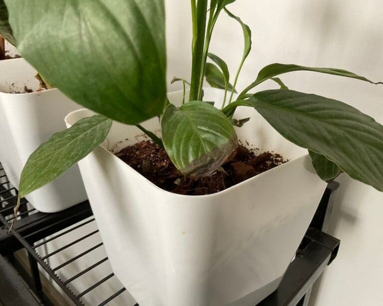 9 Reasons Why Your Peace Lily Leaves Are Turning Black!