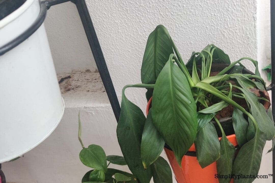 How Long Can House Plants Go Without Water? (With 25 Examples
